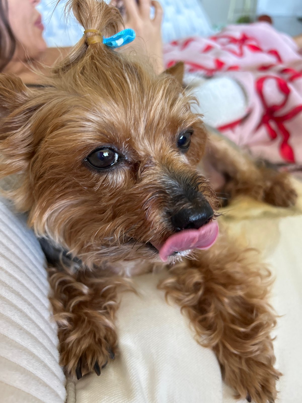 Yorkie with a blue bow, tongue out, chilling in Aventura