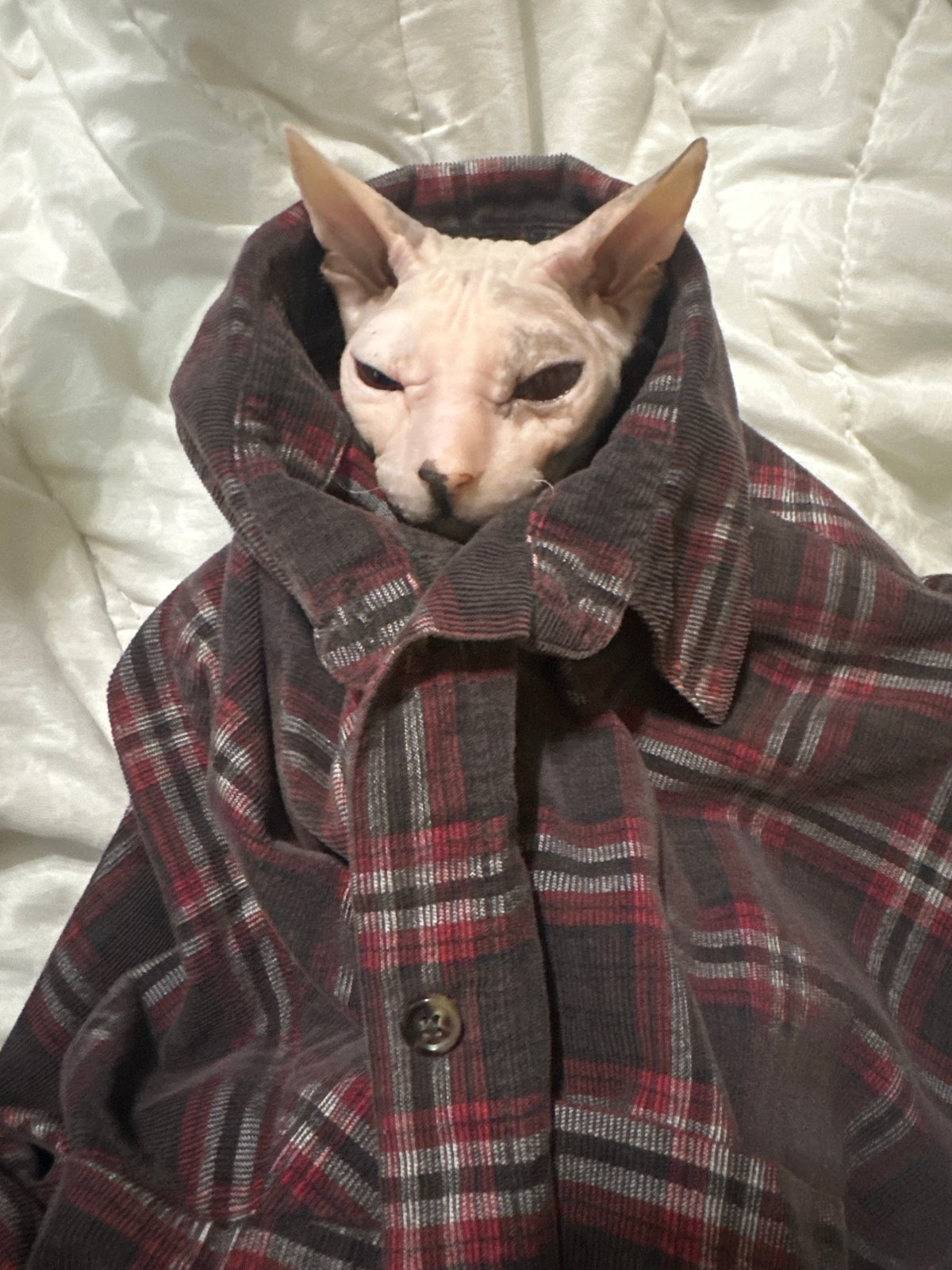 Sphynx cat posed with deer antlers on cozy blankets