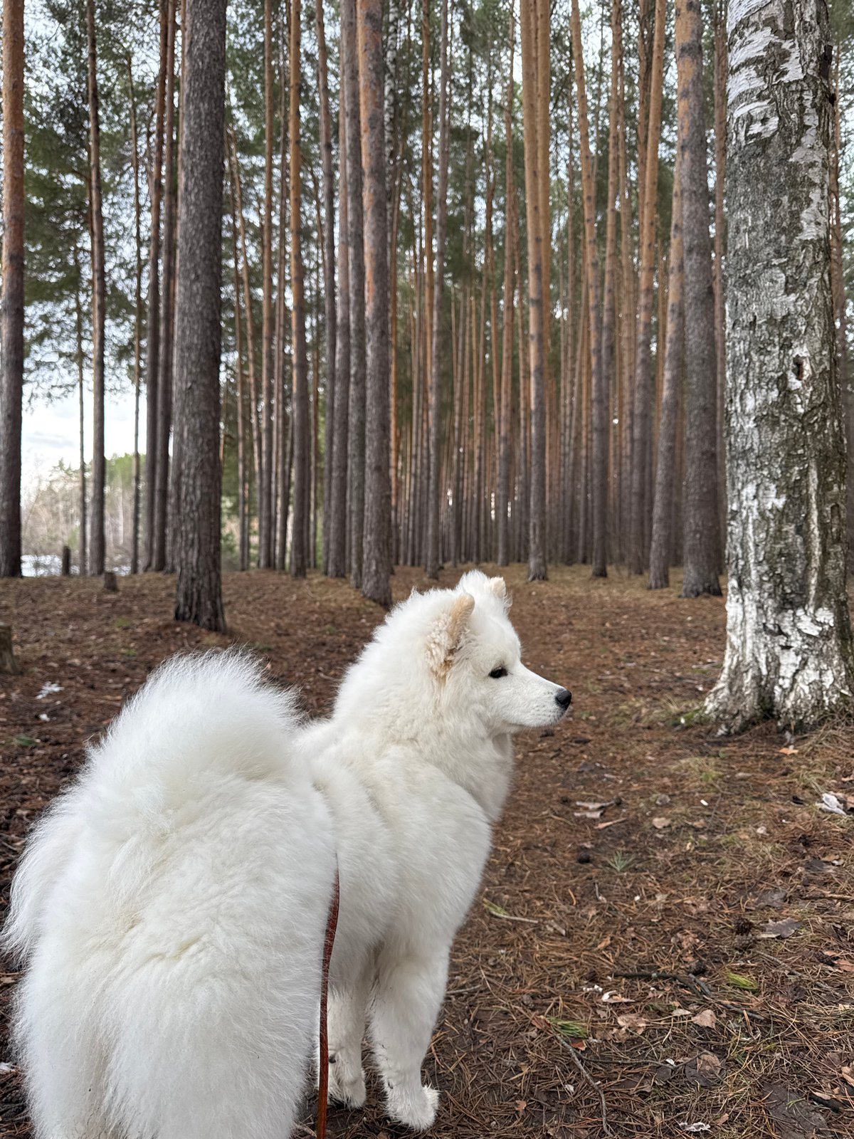 Morning encounters captured in Chaikovsky, Russia