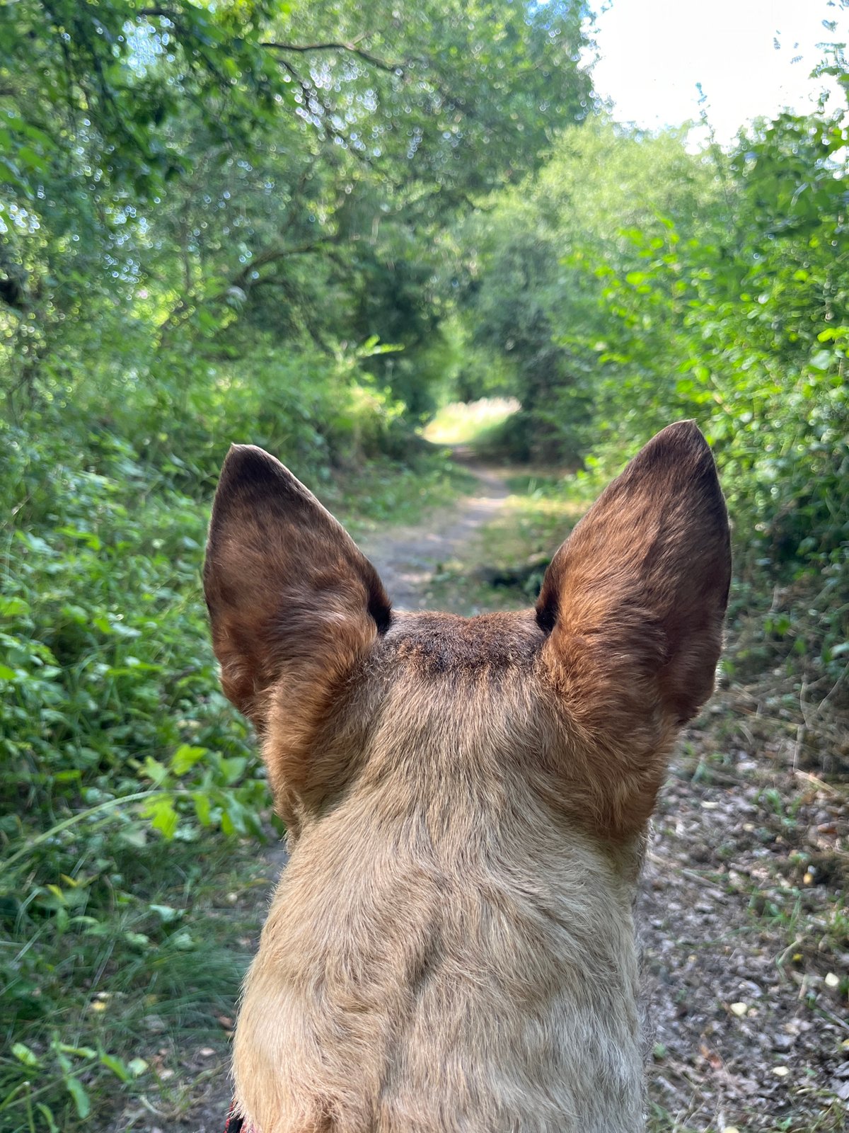 Dog walk through Belgian countryside, wildflowers and forest paths
