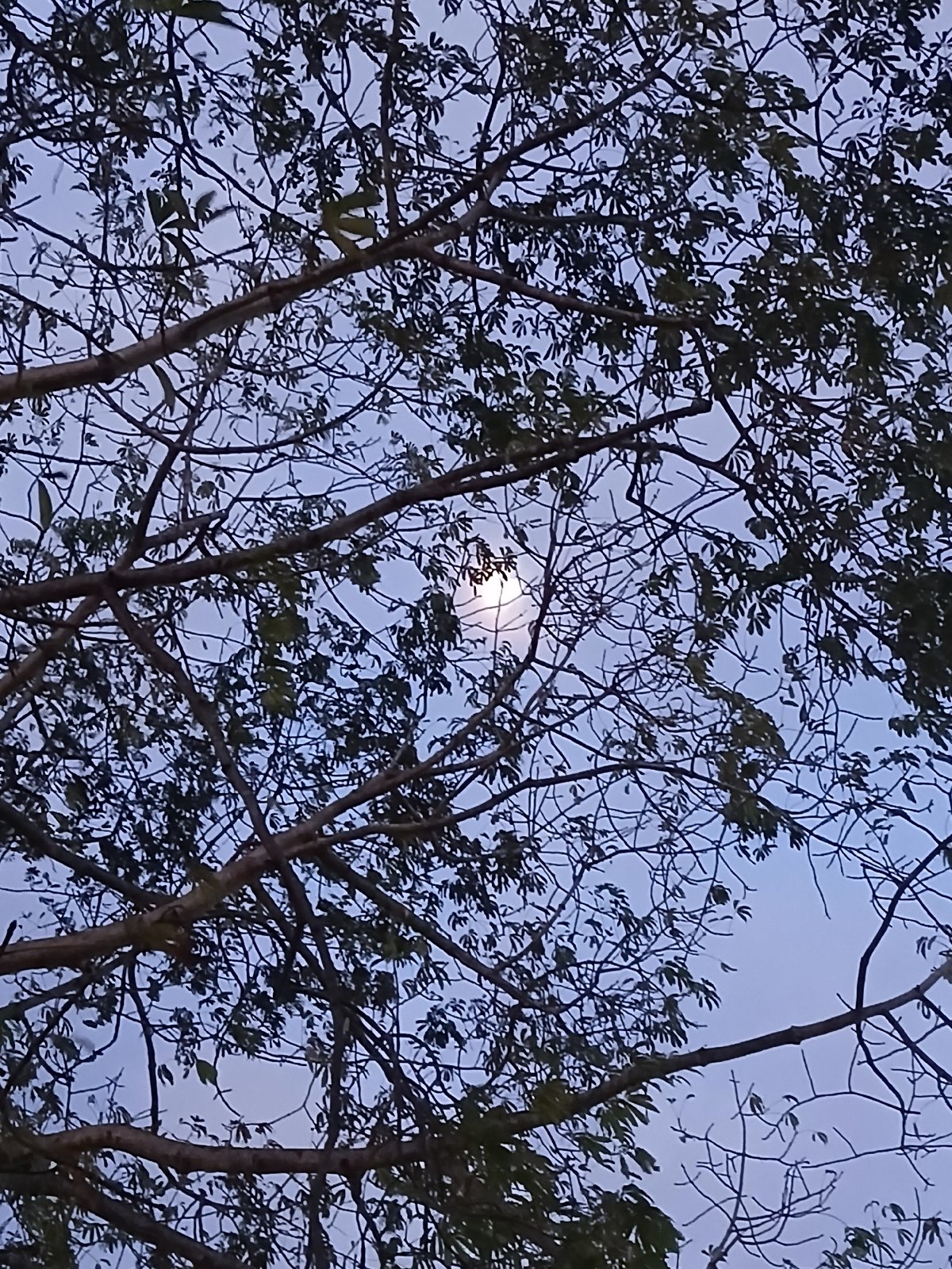 Evening scenes documented across Ciudad Guayana, Venezuela