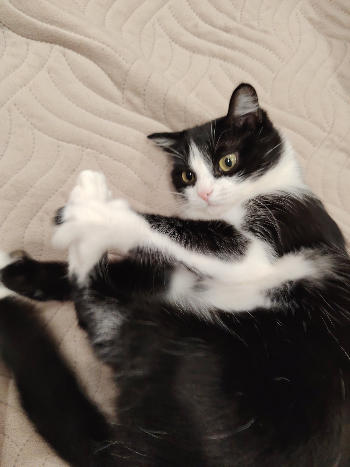 Tuxedo cat captured in playful indoor poses during afternoon