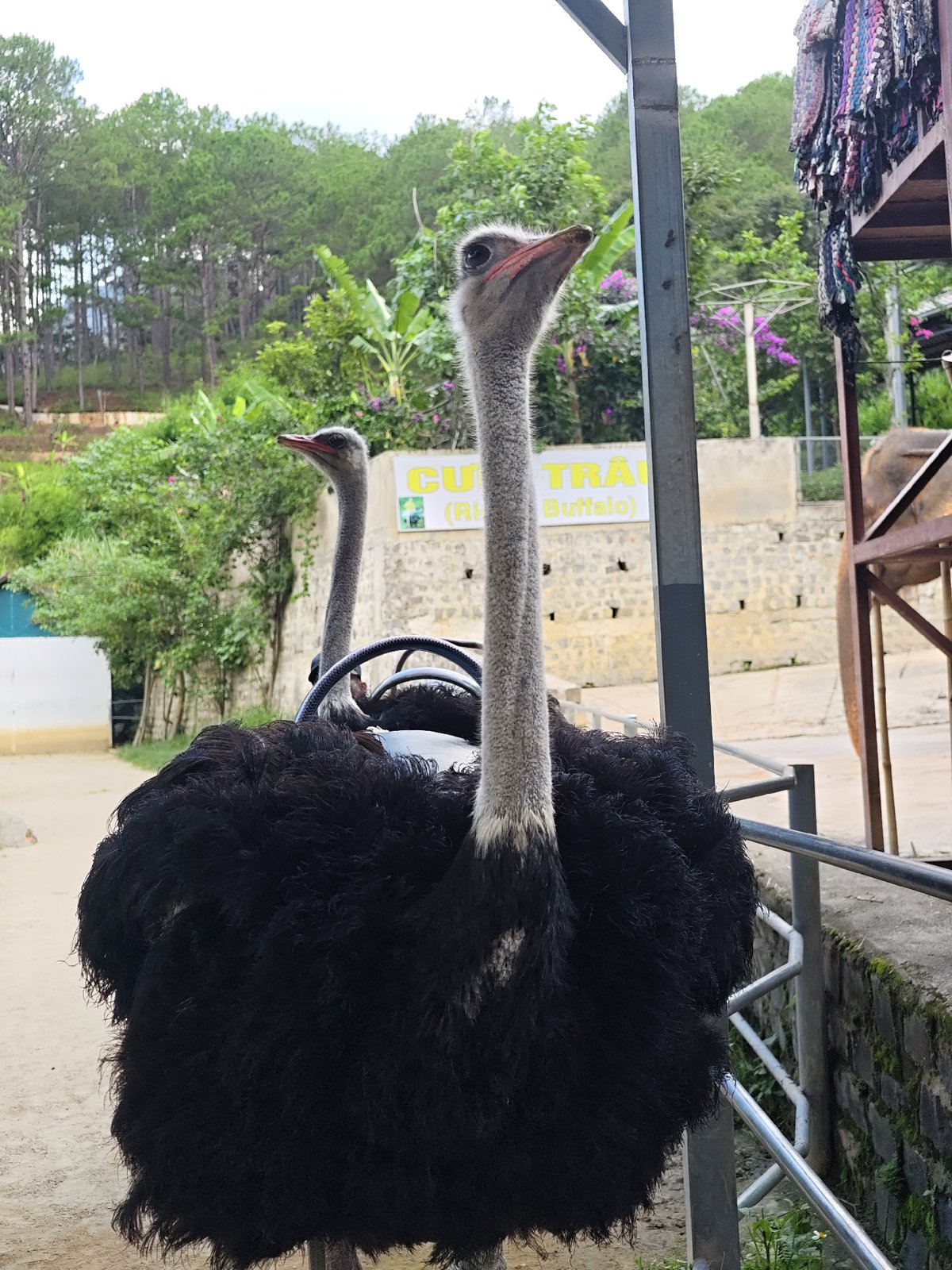 Animal encounters and local products at a Vietnamese eco-tourism stop