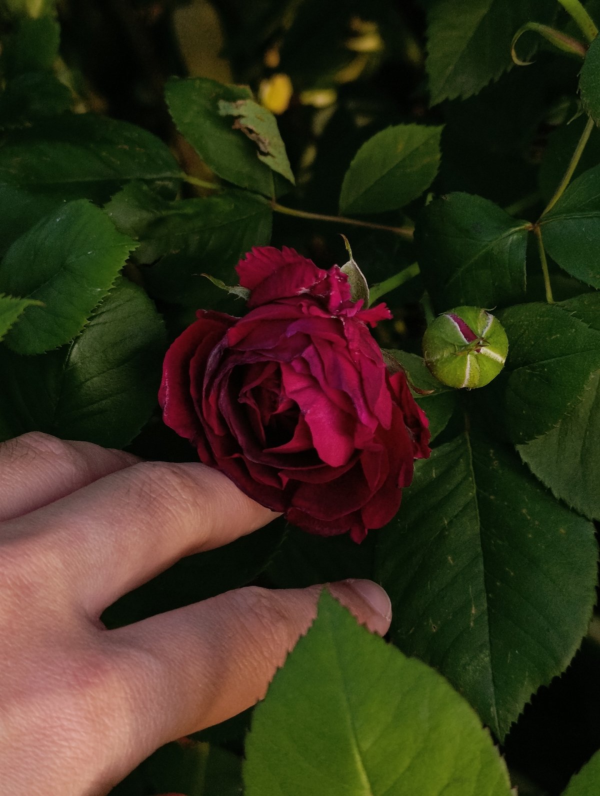 Backyard roses, visiting insects, and a roaming Siamese cat