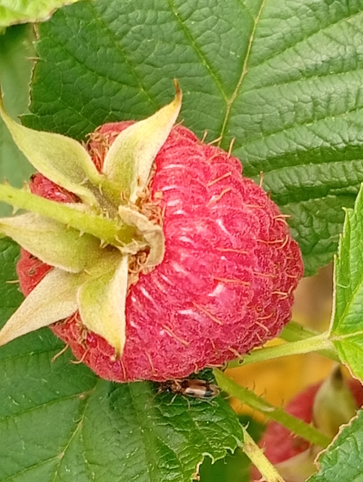 Backyard garden in bloom: flowers, fruit, and farm animals