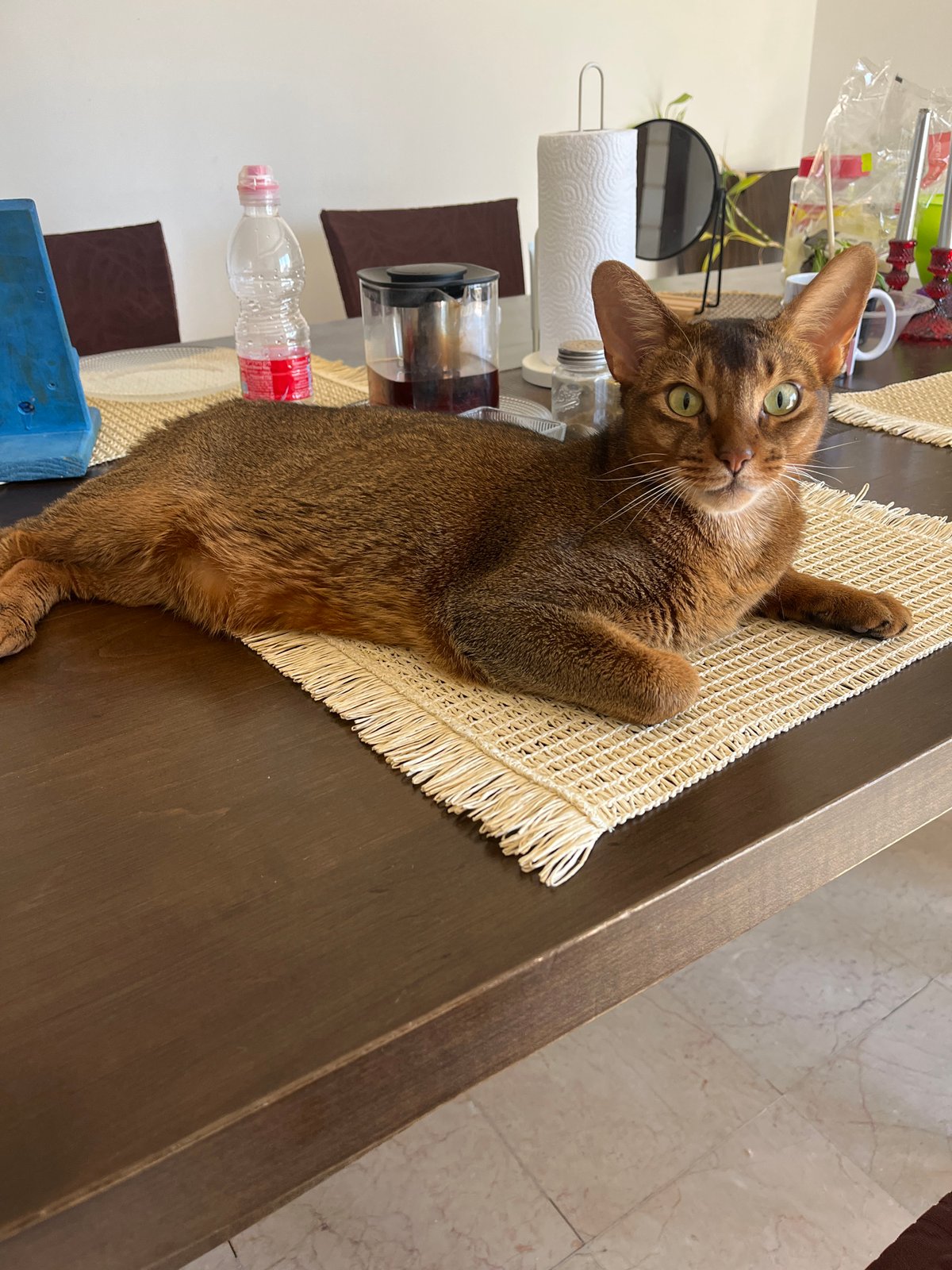 Abyssinian cat on a dark wood table, holding eye contact