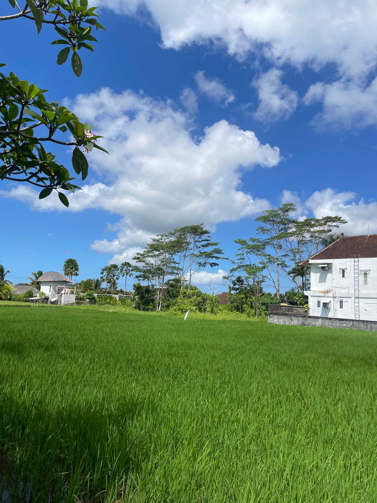 Woman rests near rice fields in Ubud, Indonesia
