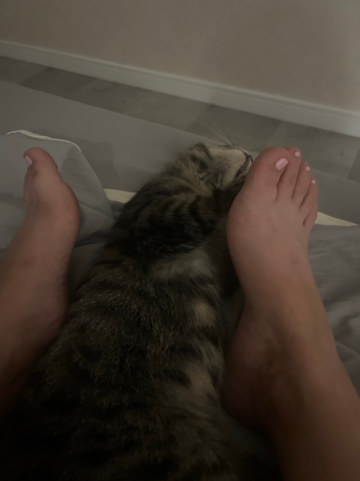 Tabby cat naps between feet on a grey bed in Kremenchuk