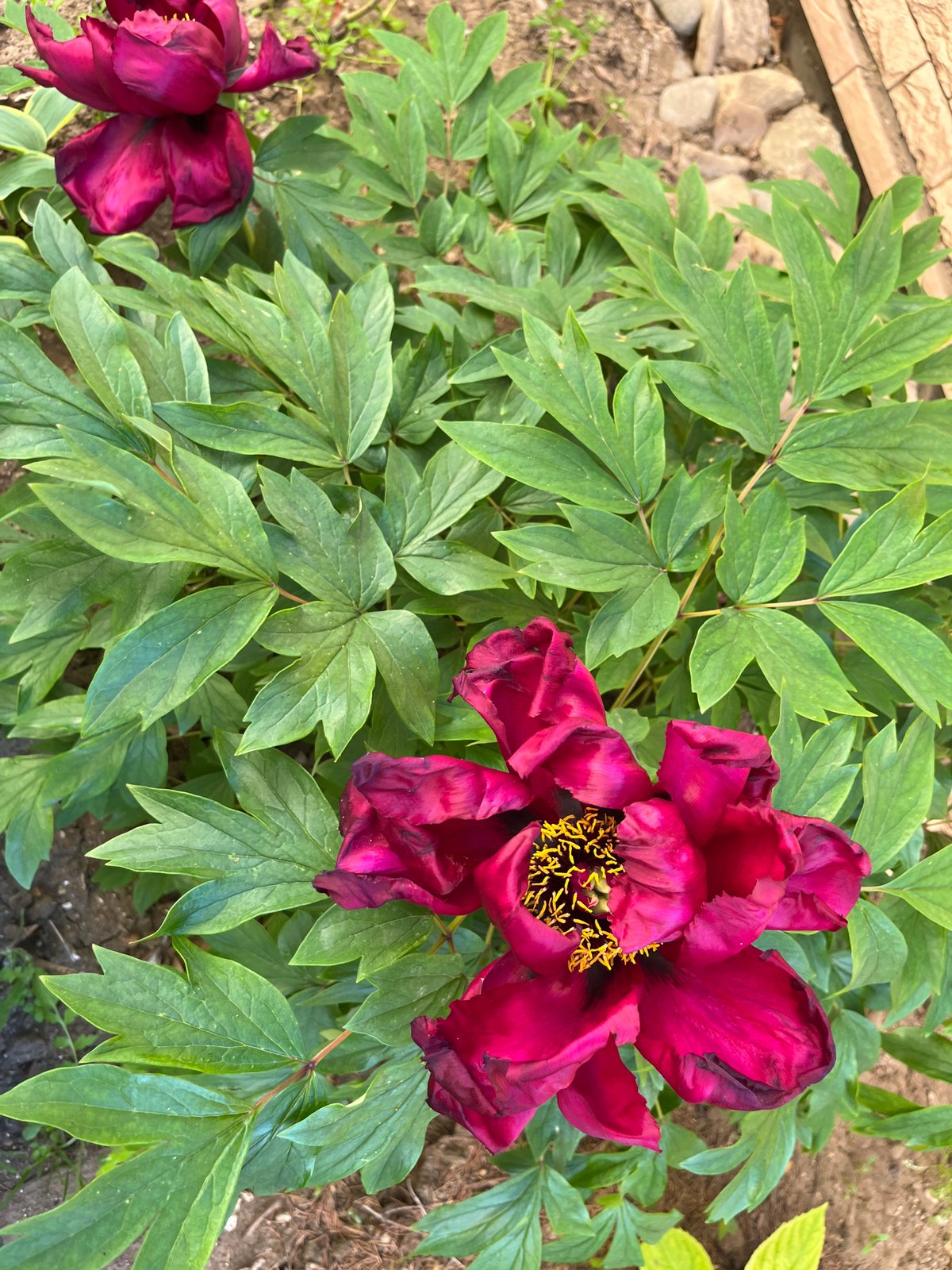 Afternoon garden documentation captures blooming flowers, cat, grilling activity