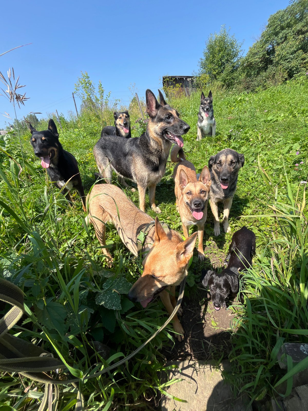 Pack of shepherd-type dogs relaxing outdoors in Nizhny Tagil