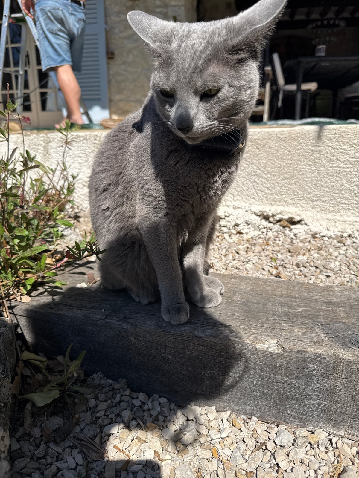 Man works on roof beams while cat observes in French village