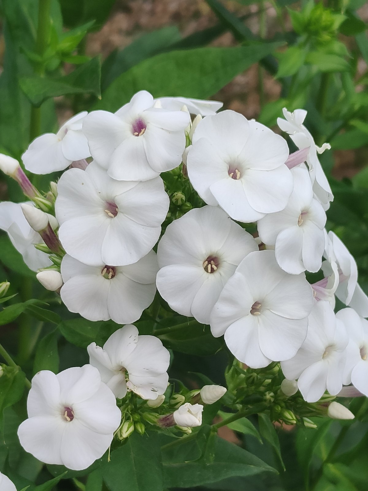 Close-up garden shots: phlox, daisy, and a bee on dill