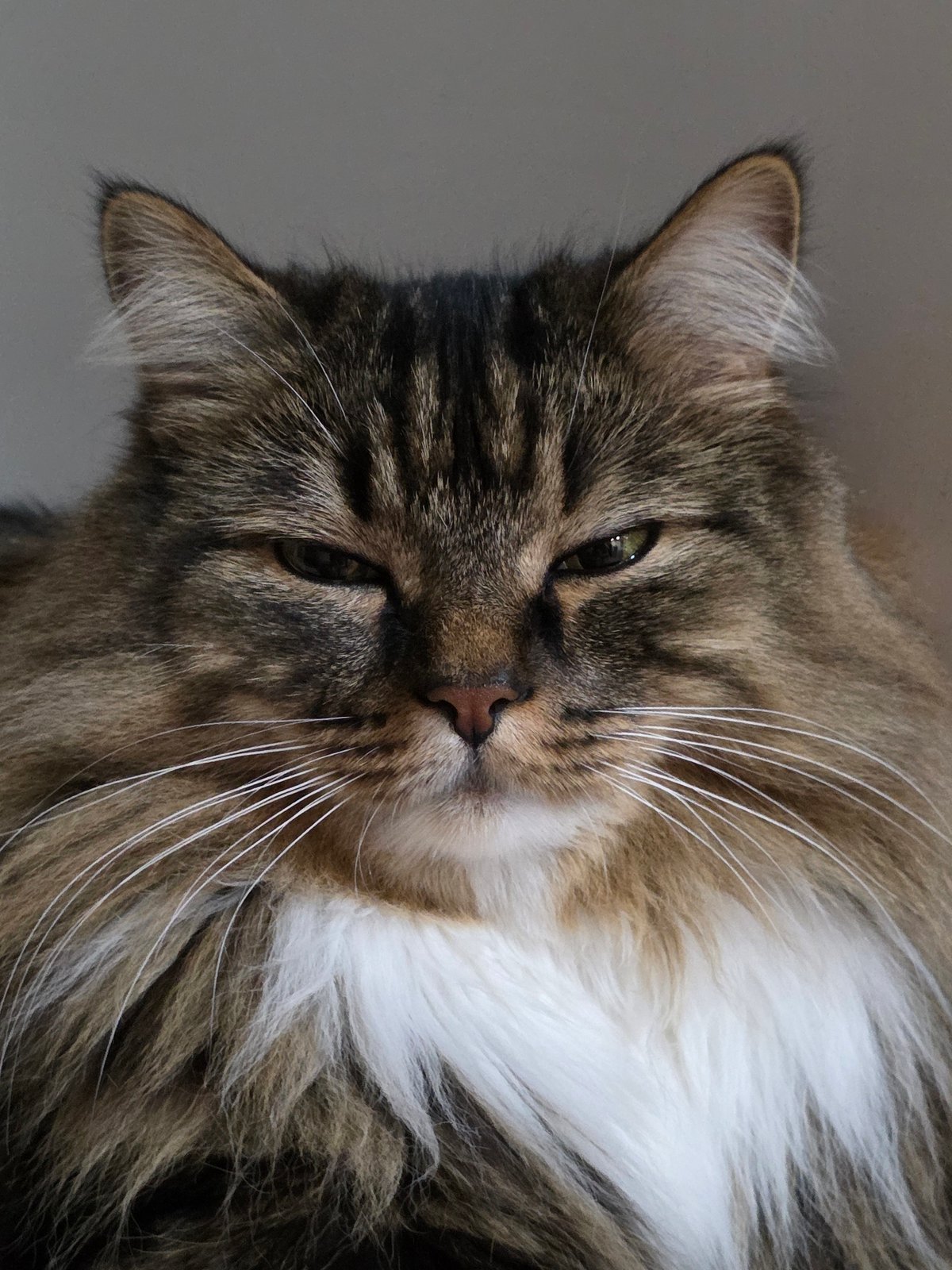 Tabby cat at home, Omsk apartment, dusk