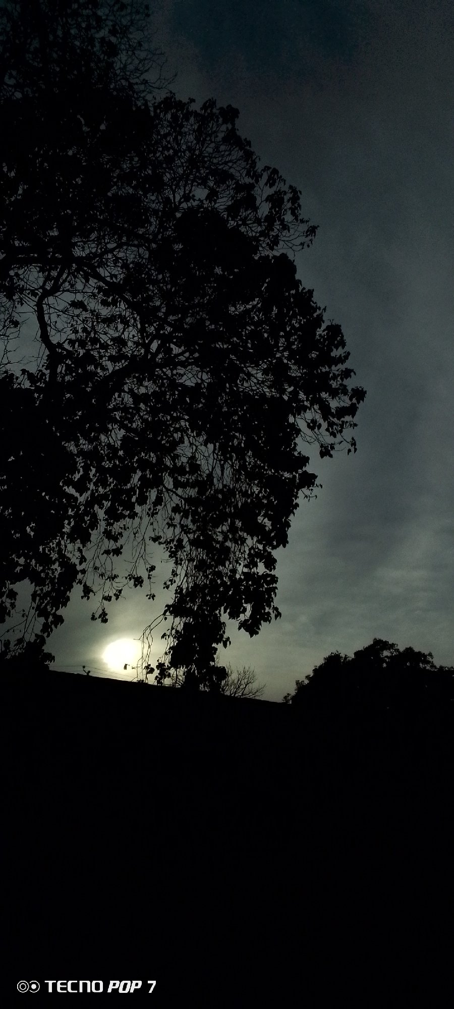Evening sky watched through trees in Altagracia, Venezuela