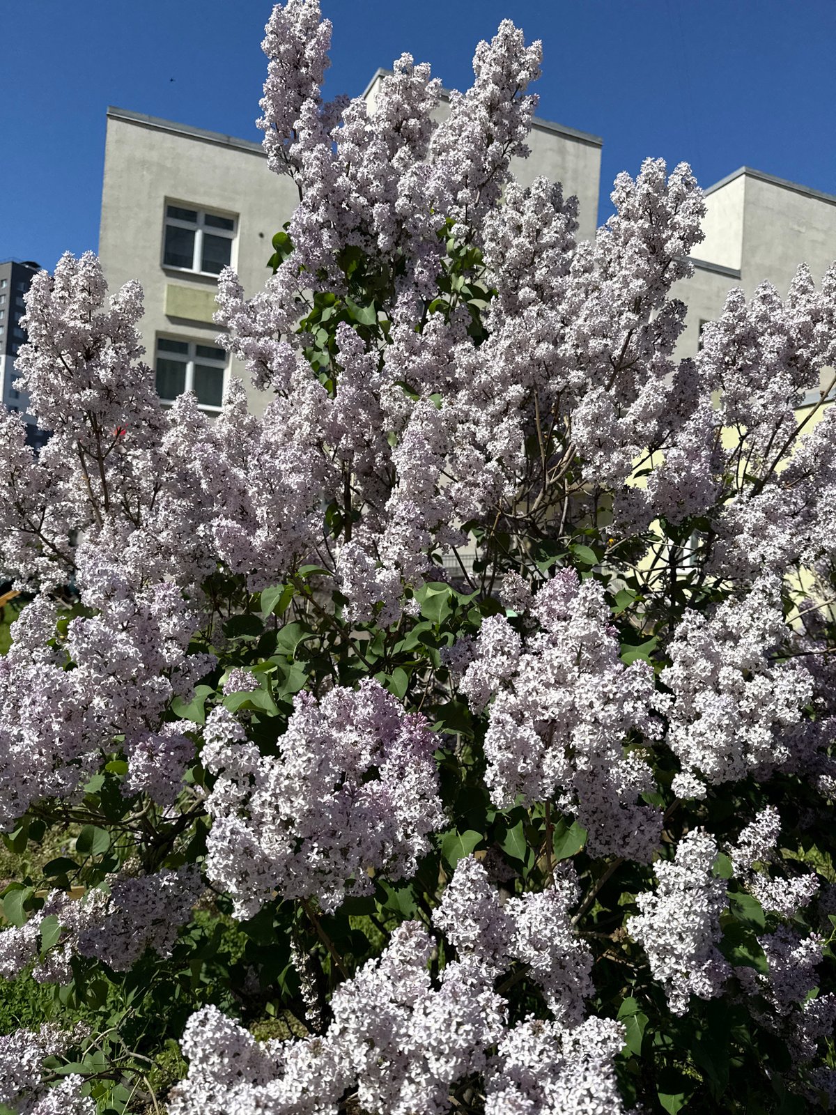 White lilac bush blooms observed in Saint Petersburg