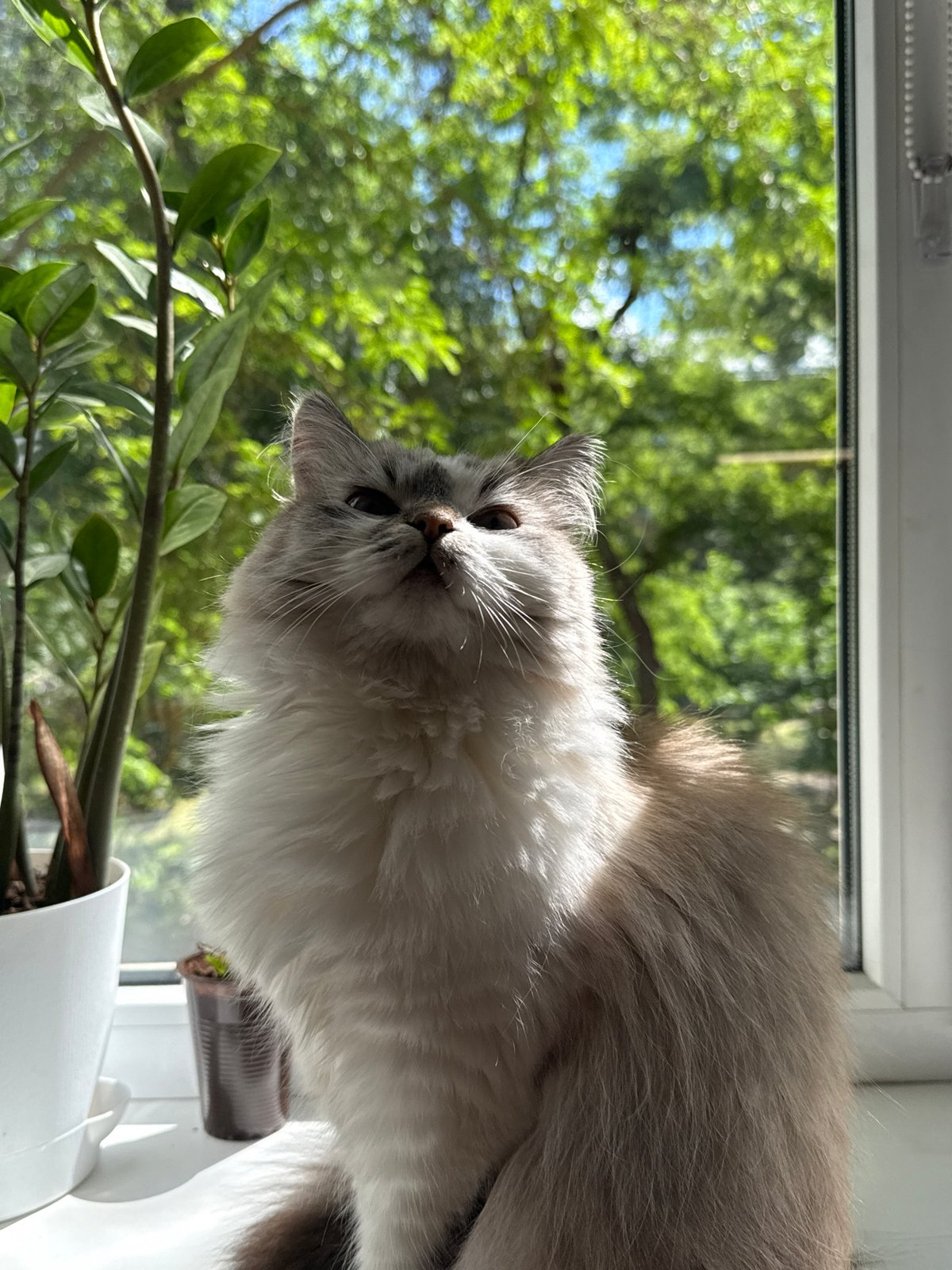 Cat observed on windowsill in Rostov-on-Don morning scene