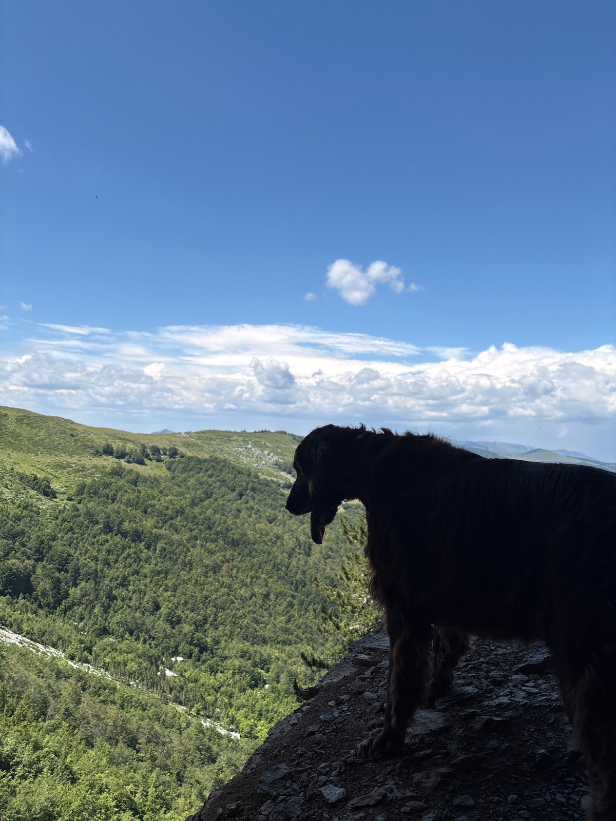 Mountain hike in Katun Vulića with dogs and wildflowers
