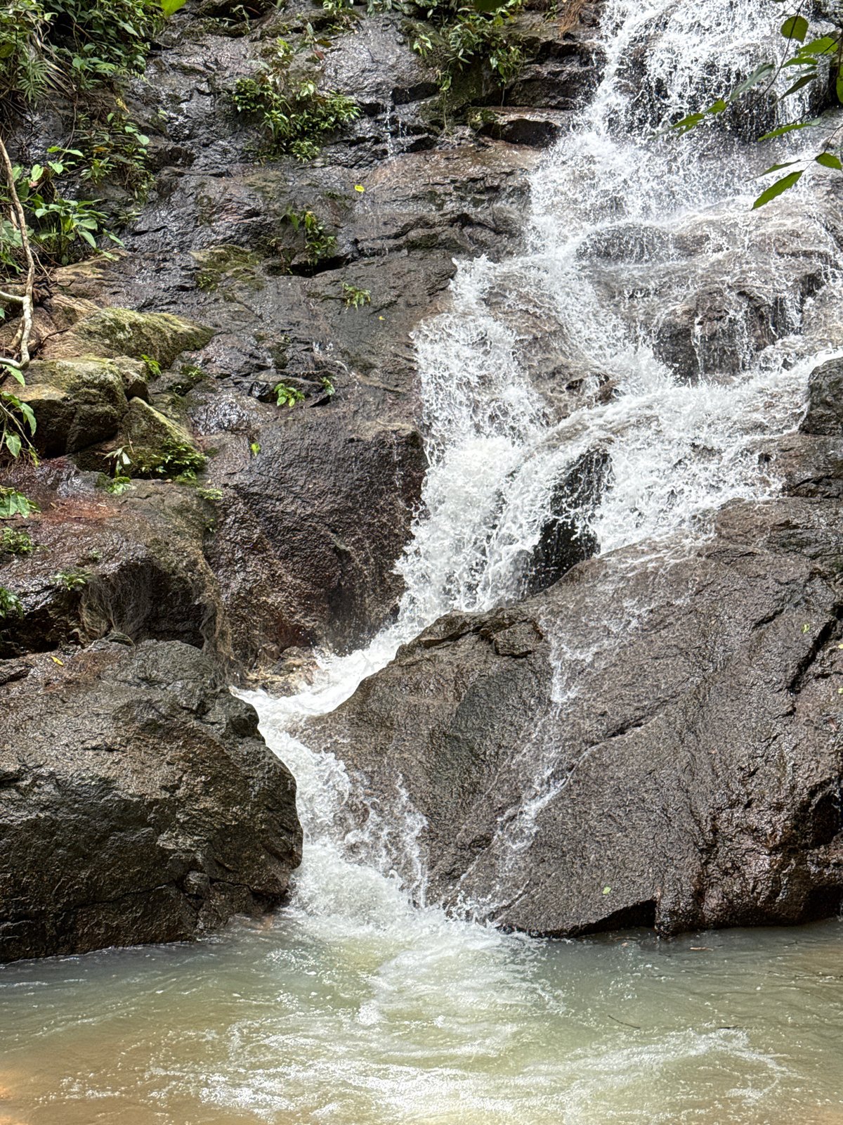 Waterfall and wildlife at a mossy Kathu nature spot
