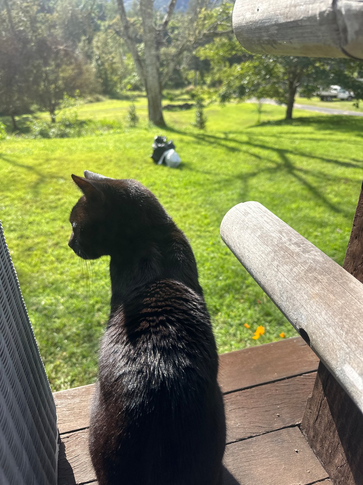 Quiet morning on a rural Thora property, animals and garden life