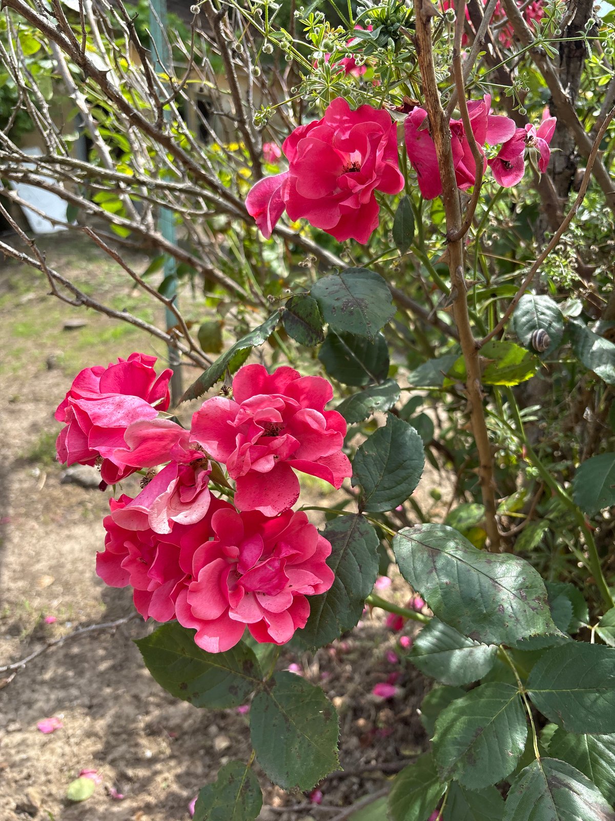 Pink roses bloom in Bulgarian garden