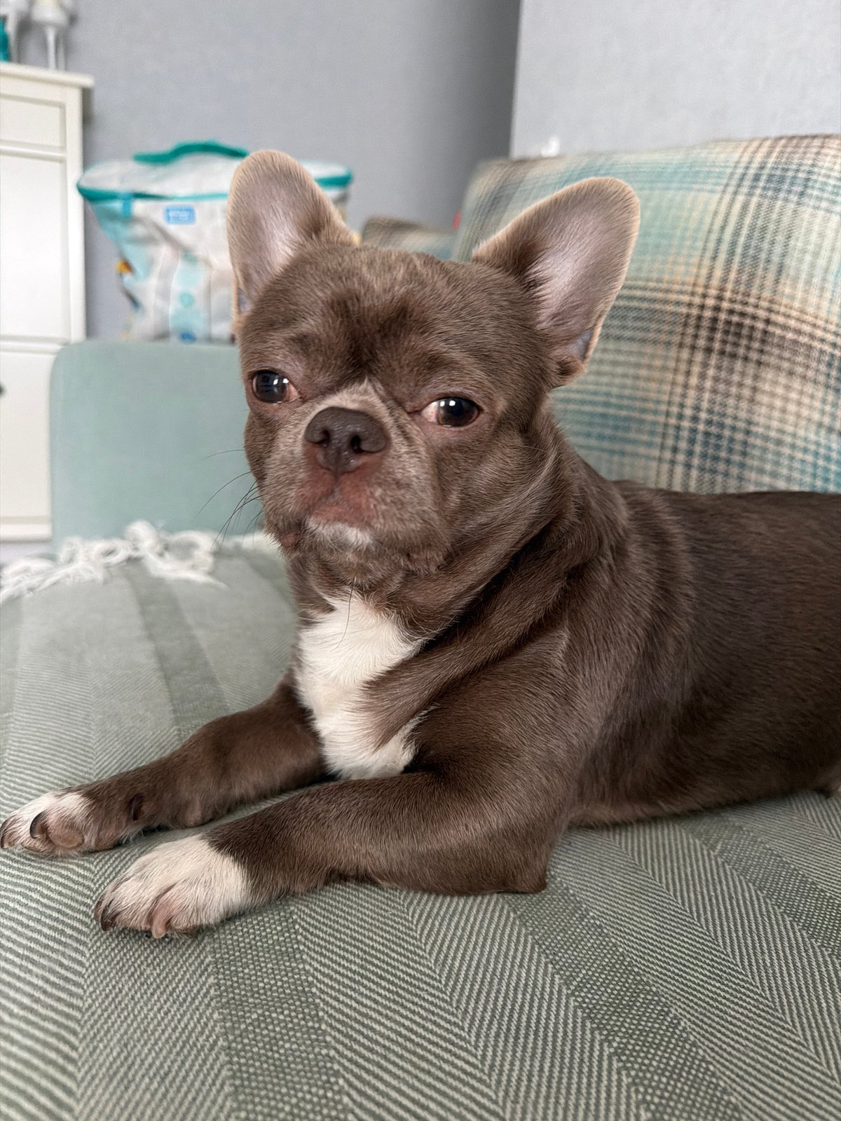 Morning domestic scene: Chihuahua and child photographed in Votkinsk home