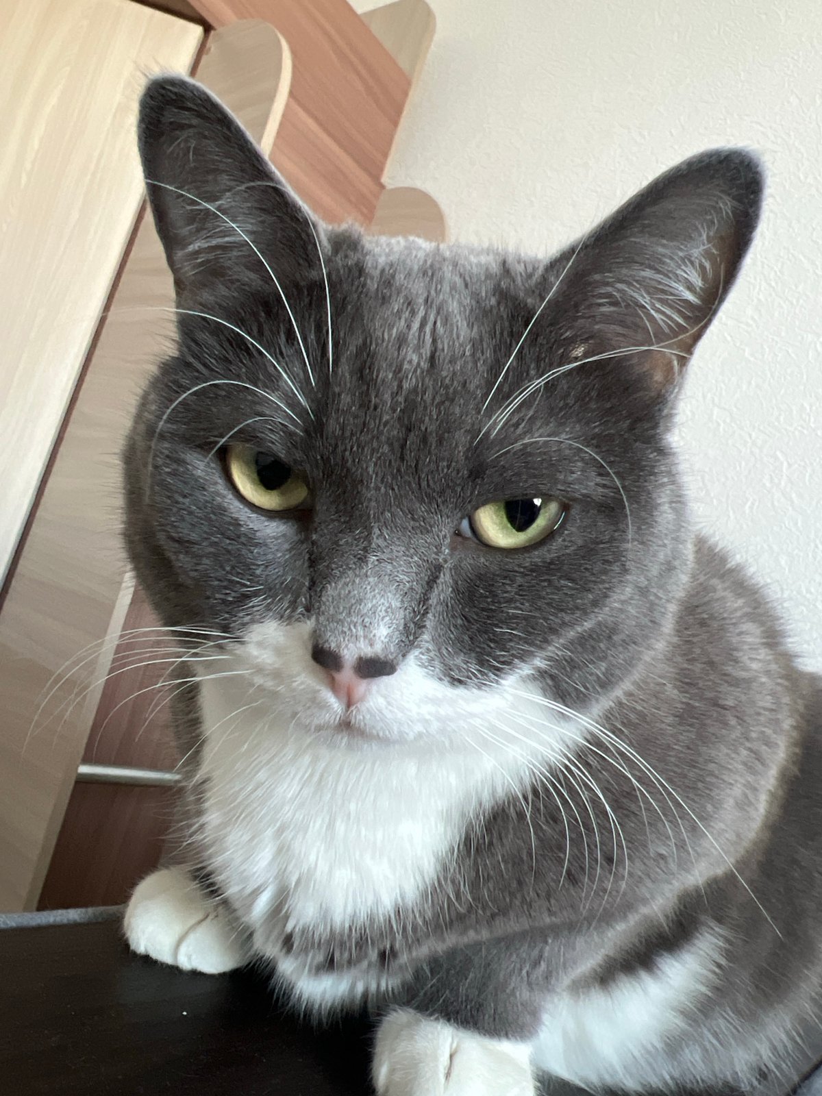 Cat photographed in close-up shot in Tyumen, Russia