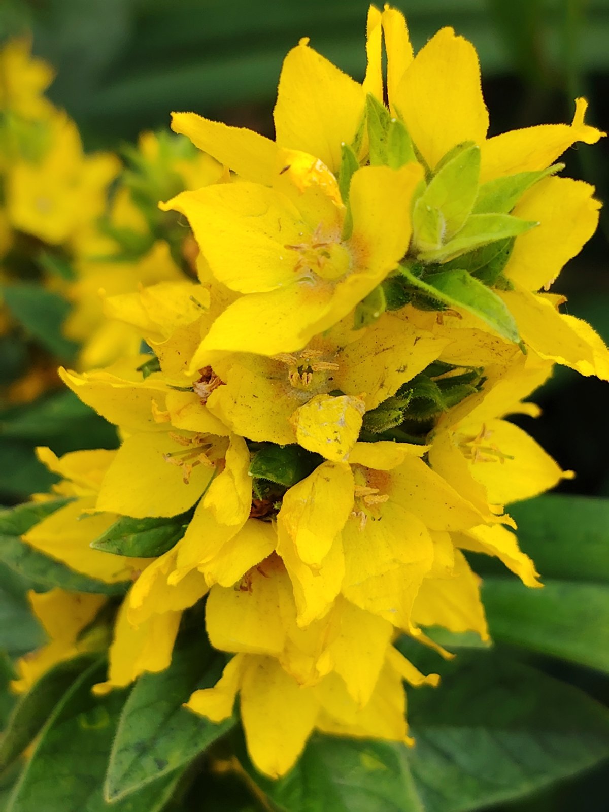 Close-up wildflower and garden plant survey in Balashikha