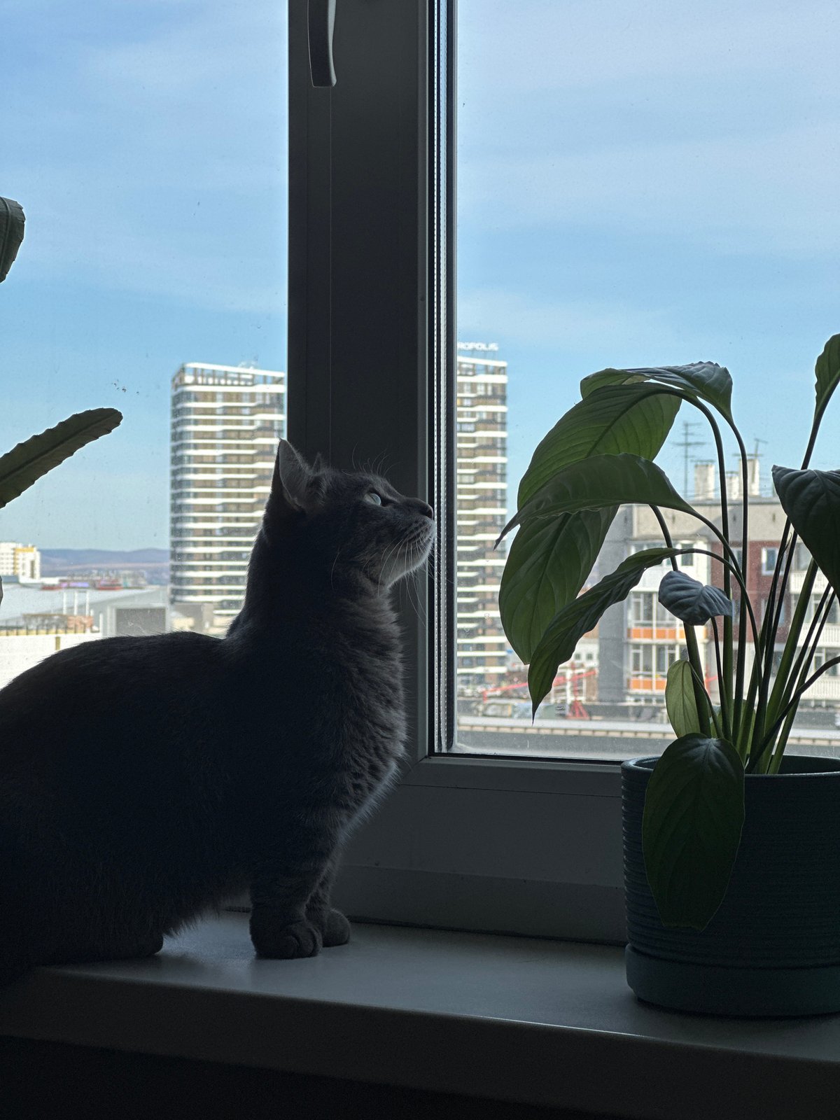 Gray tabby cat spotted around Krasnoyarsk Metropolis complex