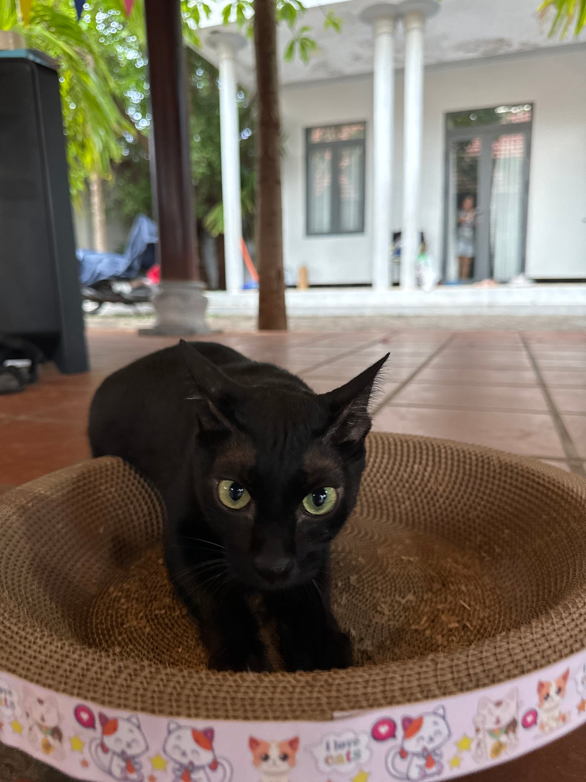 Black cat spotted in decorative scratching post in Mũi Né