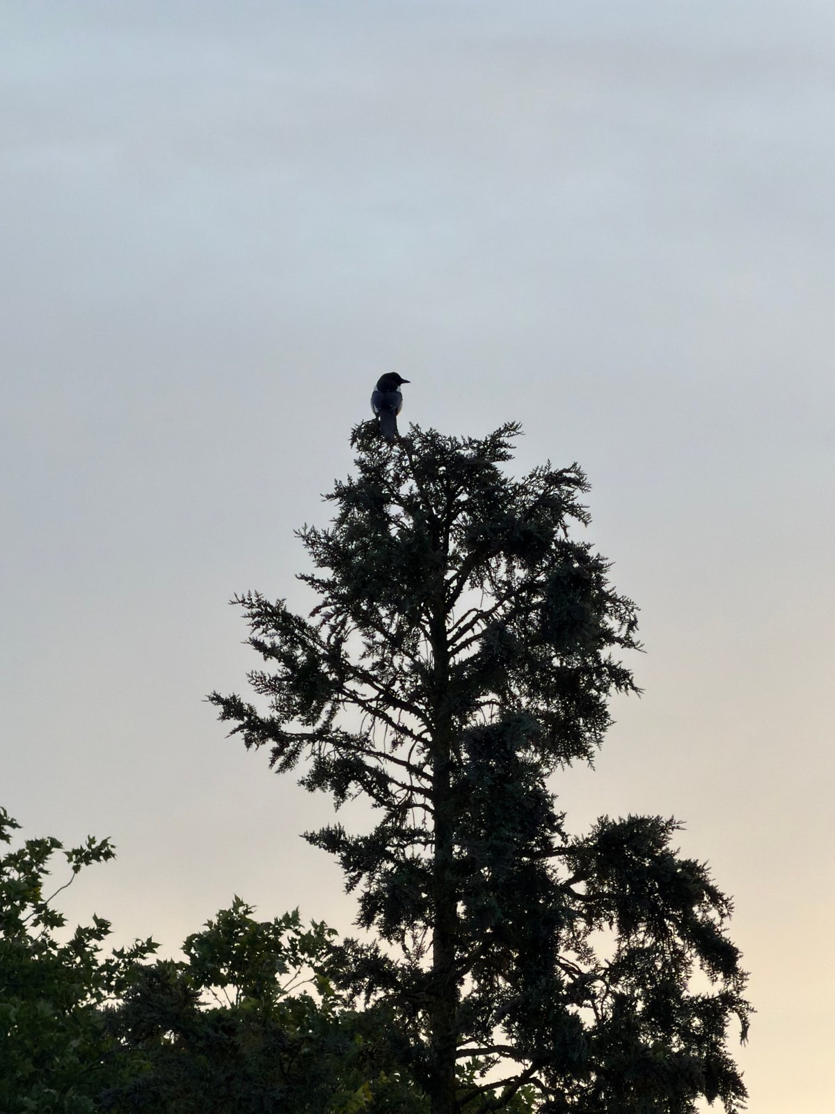 Bird silhouetted against sunrise sky in Luxembourg city