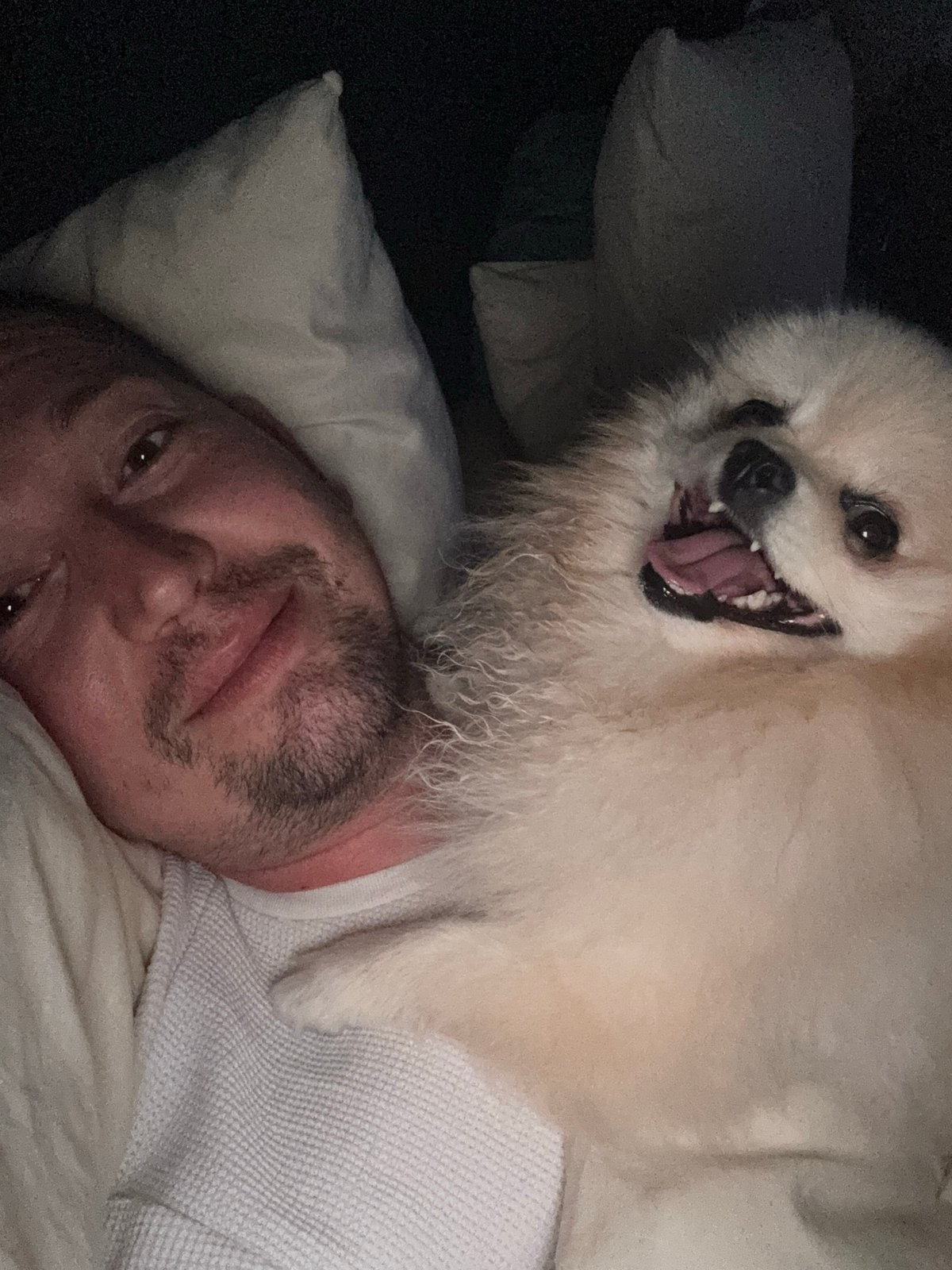 Pomeranian dog shares playful moments with owner on bed