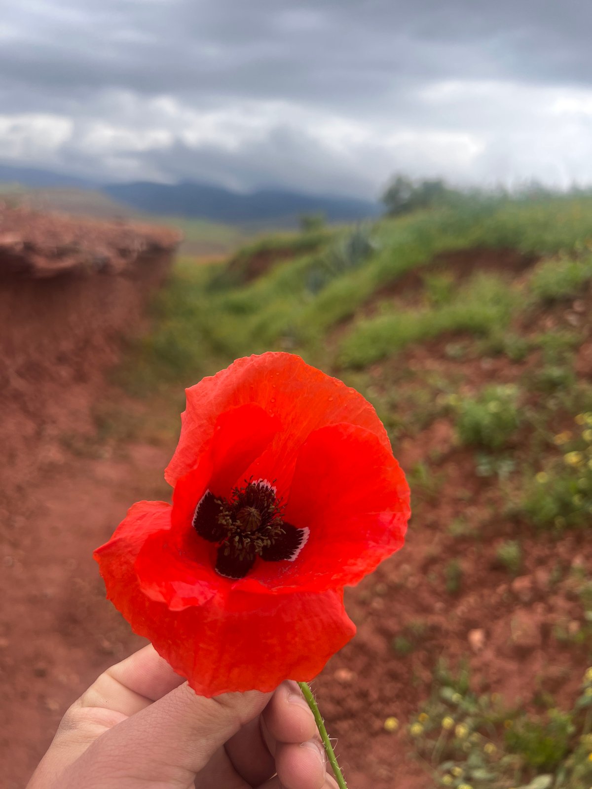 Spring wildflowers documented in Ouaouizert field, Morocco