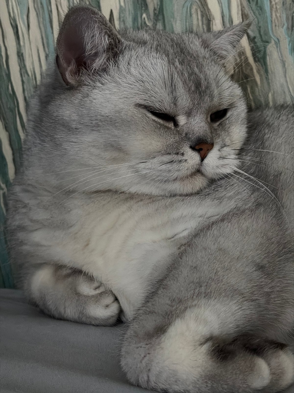 Cat rests peacefully on bed in Izhevsk