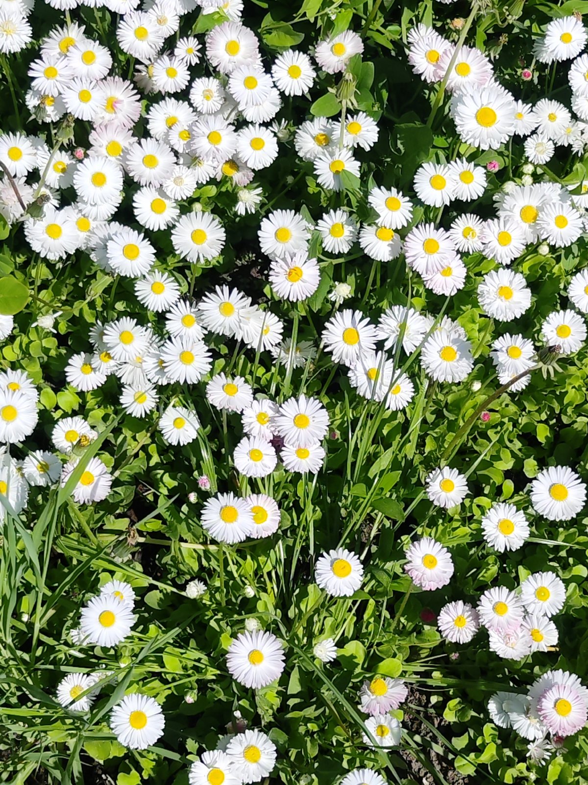 Morning nature photography session documented in Chaikovsky, Russia