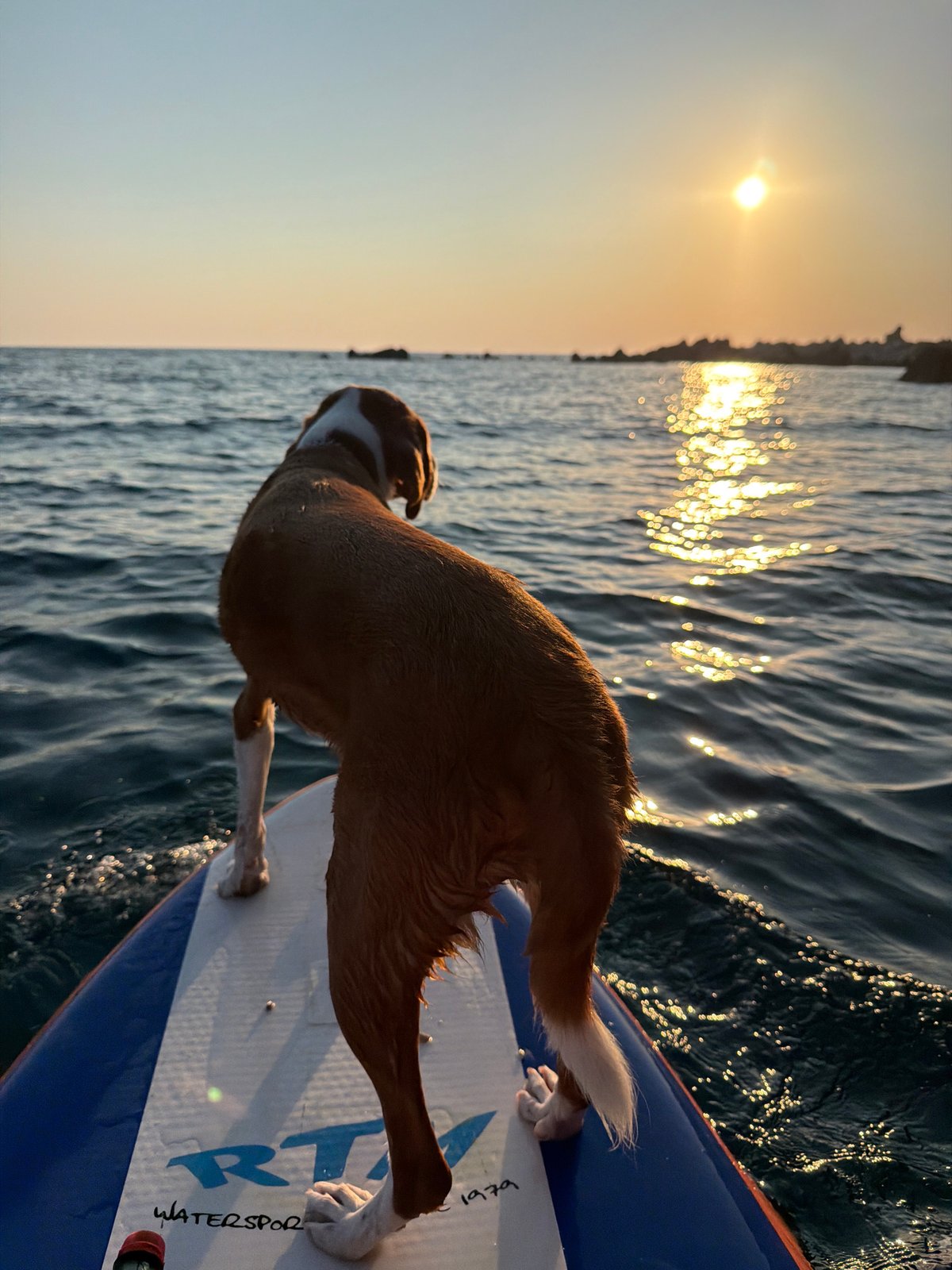 Dog on a paddleboard watches the Adriatic sunset in Montenegro