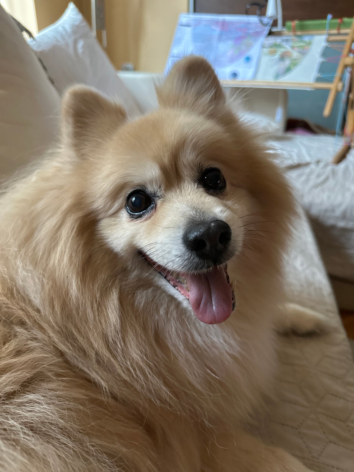 Pomeranian's afternoon at home in Dimitrovgrad