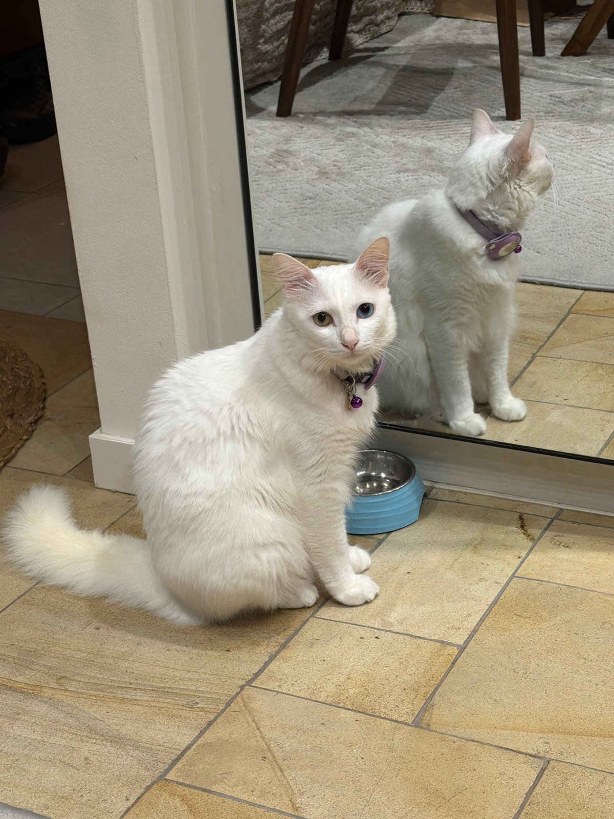 Woman shares tender moment with white cat indoors