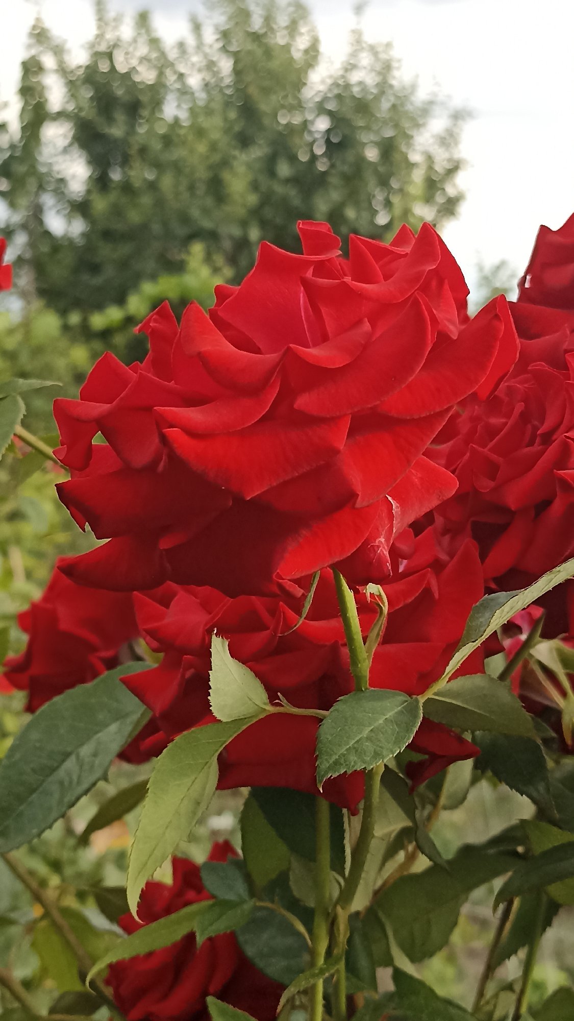 Close-up tour through a blooming rose garden in rural Moldova