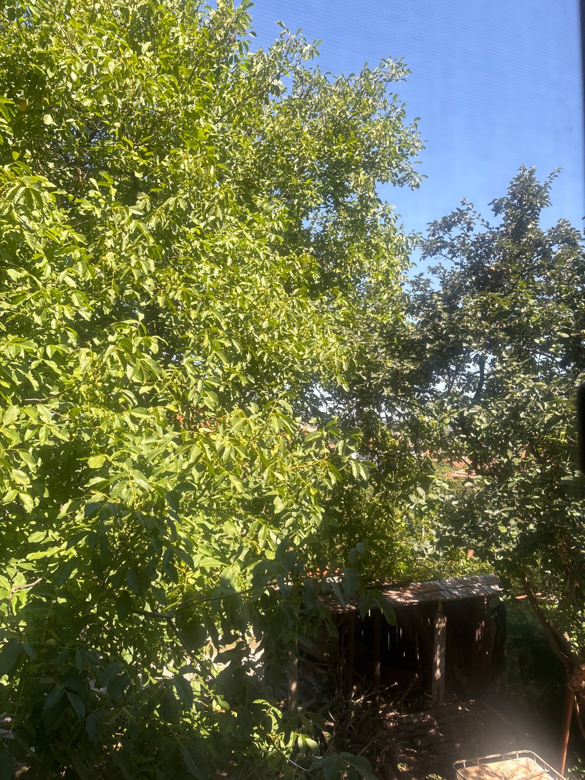 Sunny backyard morning paired with very relatable work complaints