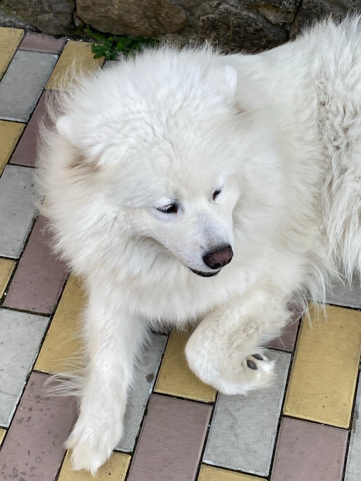 Samoyeds chilling on a stone patio in the afternoon sun