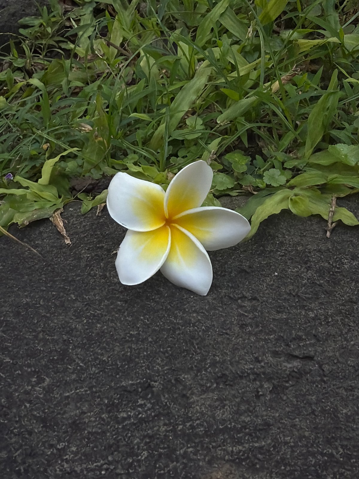 Post-workout moments and a plumeria flower in North Kuta