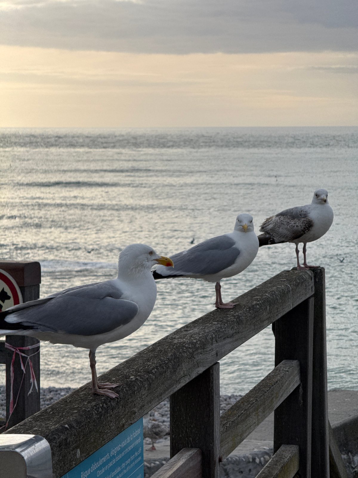Evening photography session captures Étretat's iconic cliffs and seagulls