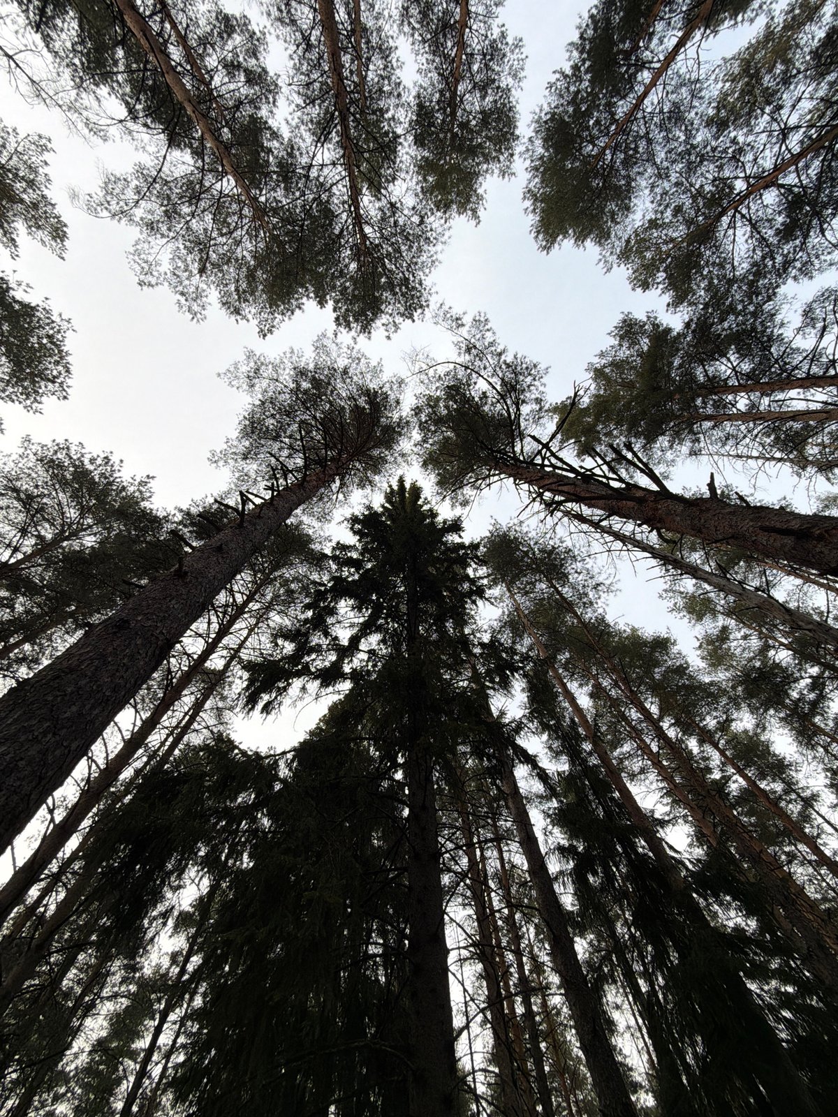 Forest outing documented in Прикамский, Russia during afternoon hours