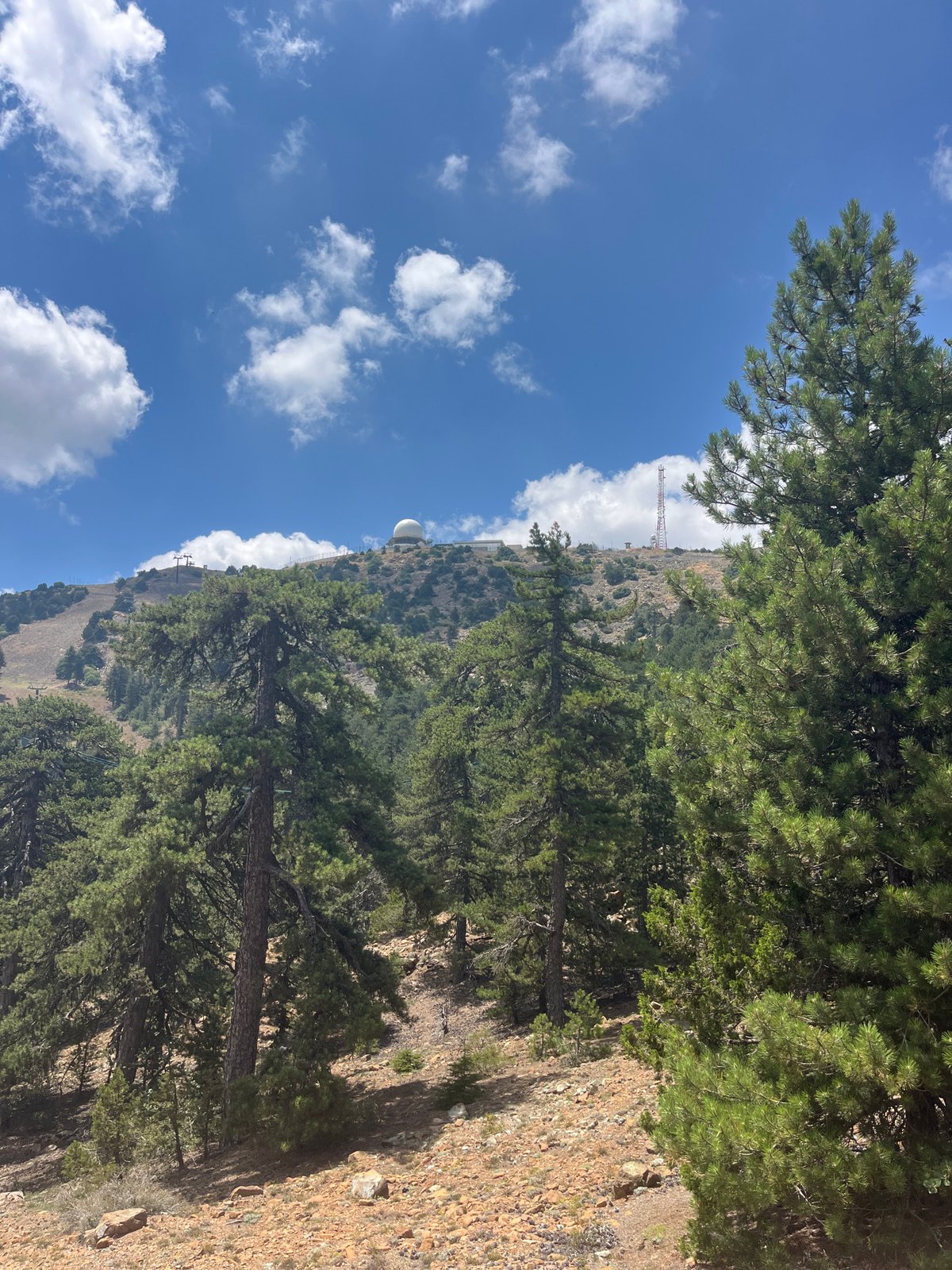 Morning hike through Troodos pine forest, Kakopetria, Cyprus