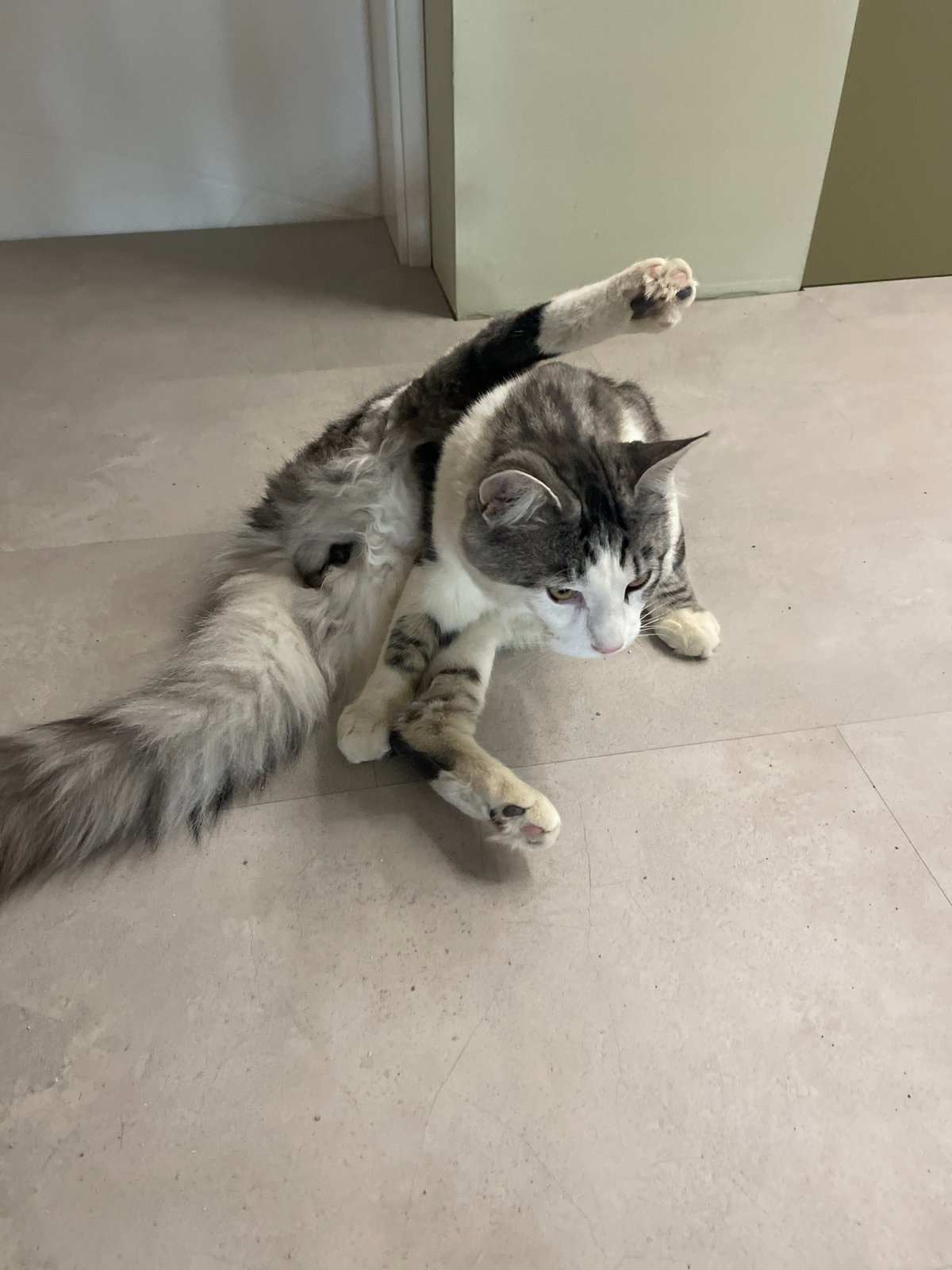 Morning pet interactions documented in Sofia household