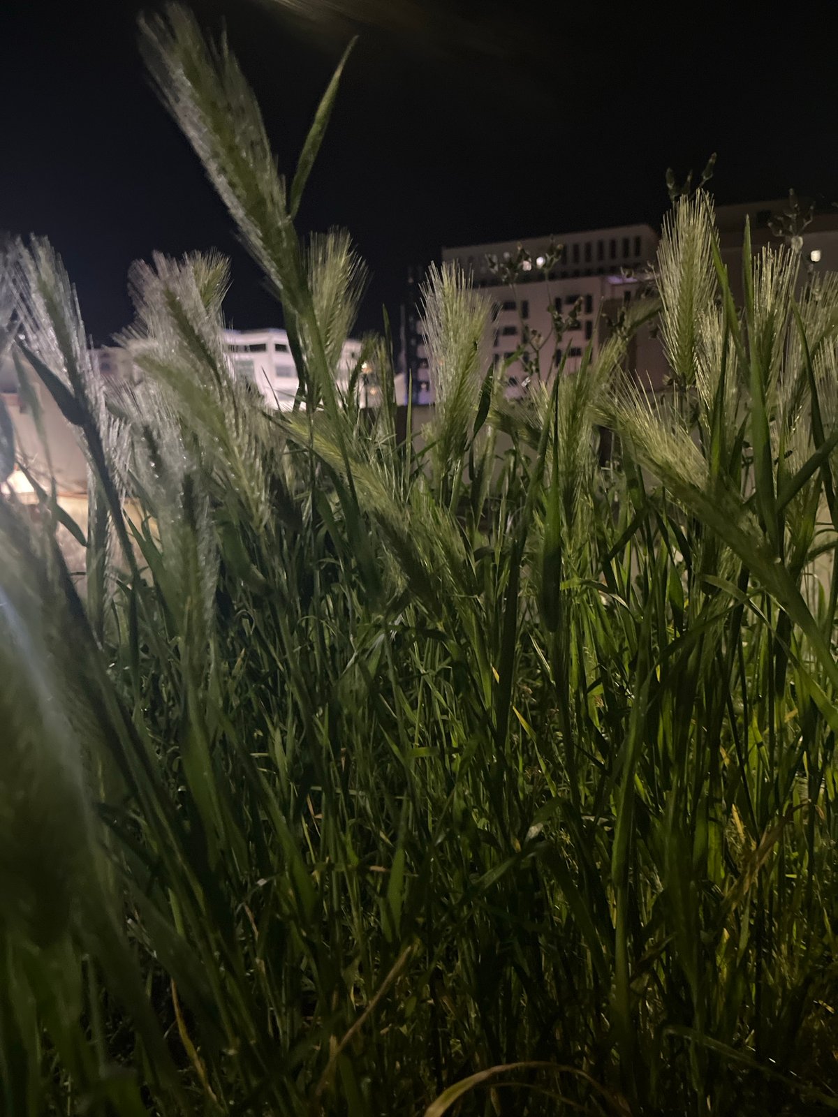 Quiet nighttime observations captured in Budva, Montenegro