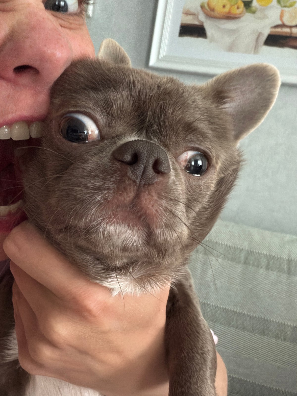 Woman shares tender moments with Chihuahua in Votkinsk home
