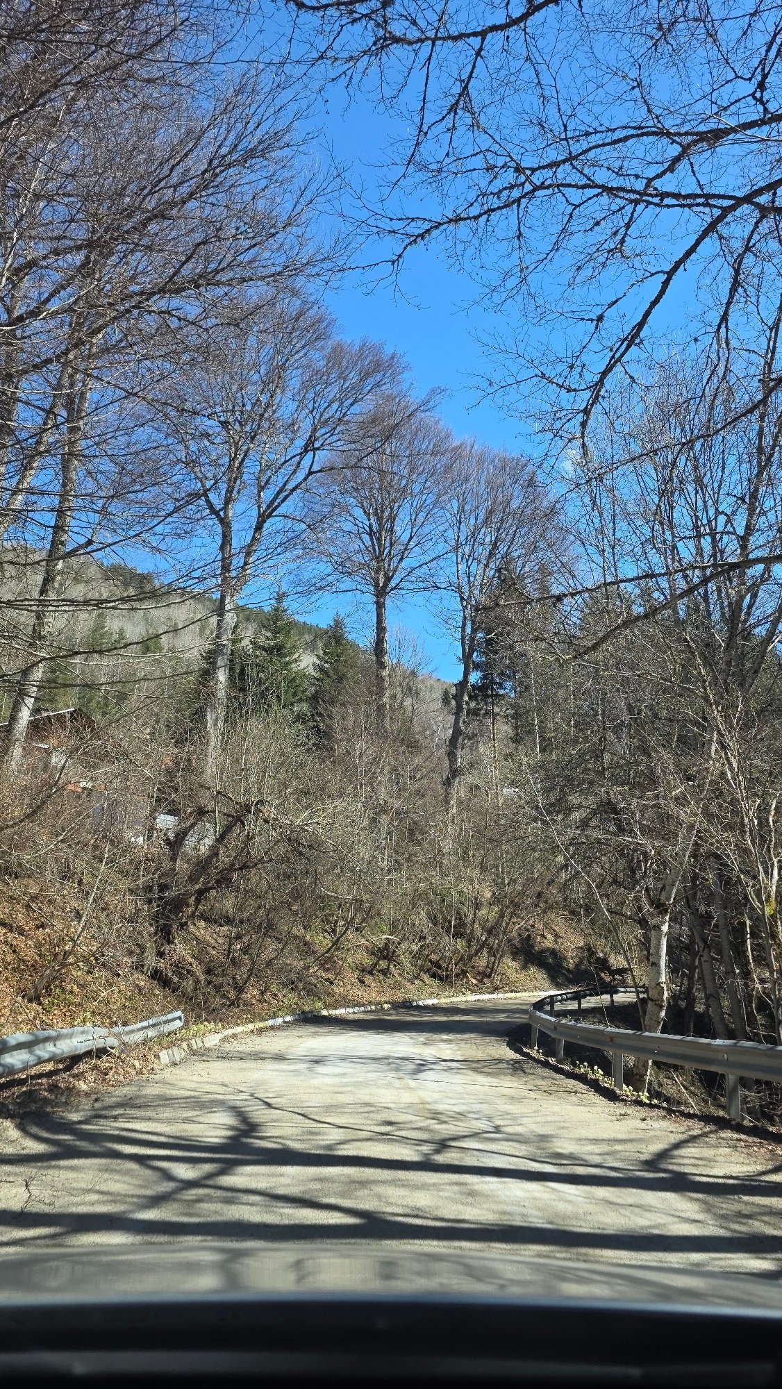 Forest road with shadows captured near Blagoevgrad