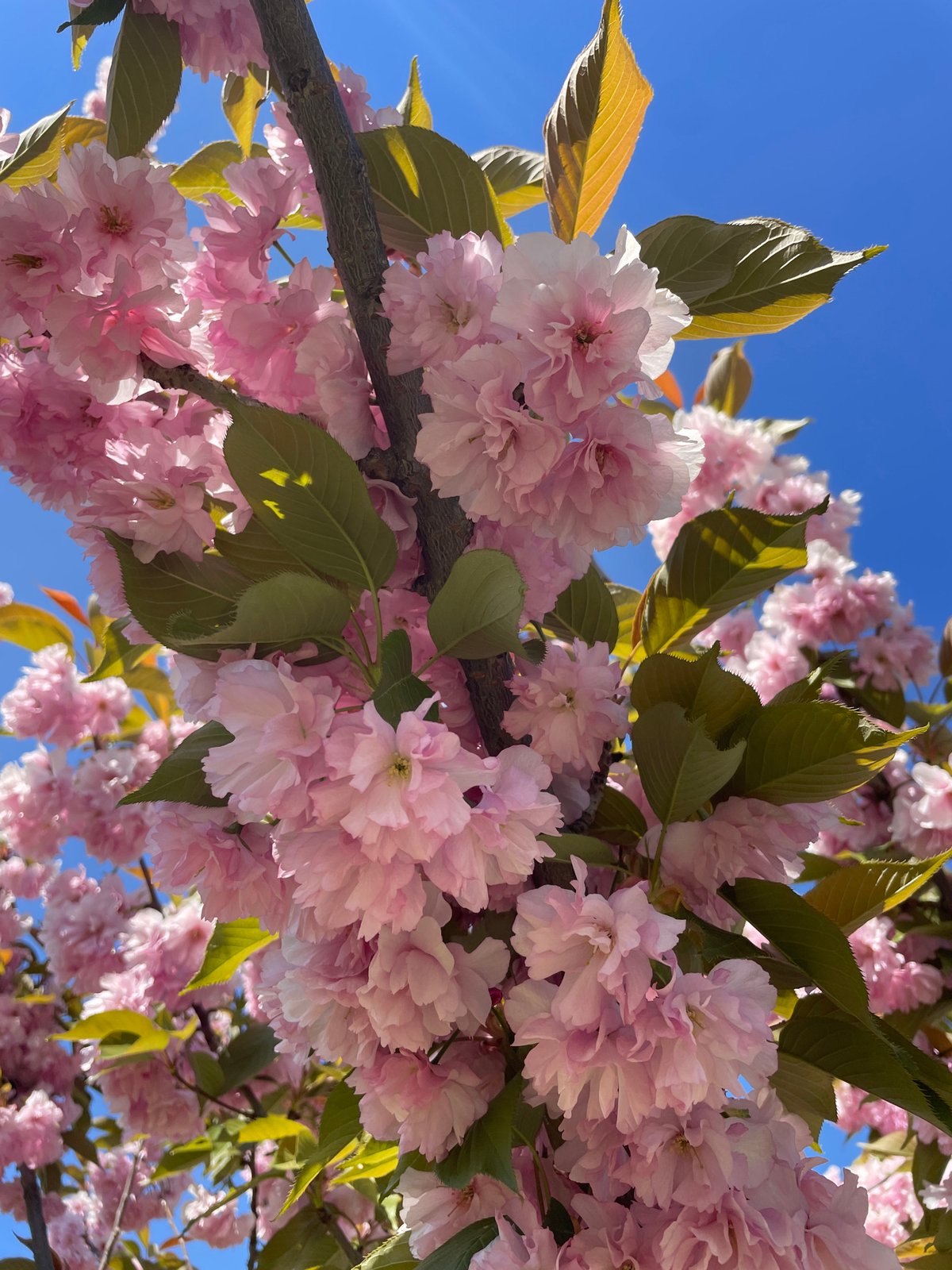 Cherry blossoms reach peak bloom in Sofia, Bulgaria