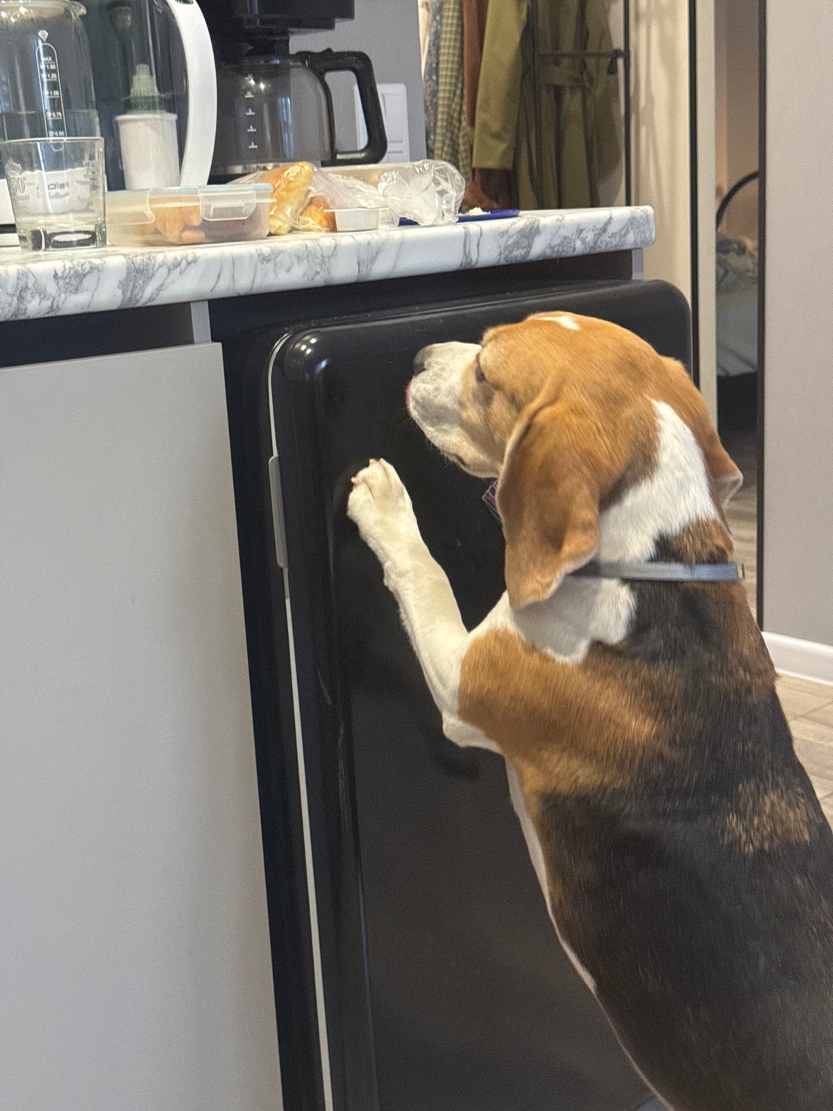 Dog rests on kitchen appliance in domestic indoor setting